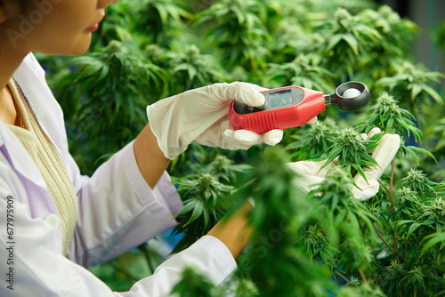 close up scientist hands using light meter and measuring hemp or cannabis plants in the greenhouse