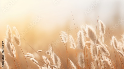 summer season meadow soft field illustration plant texture  wind outdoor  rural tall summer season meadow soft field