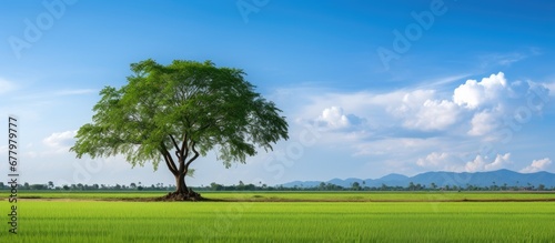 In the isolated background of Thailand a tall green tree stands majestically amidst a field of white rice symbolizing healthy agriculture and growth in the organic nutrition of the environm
