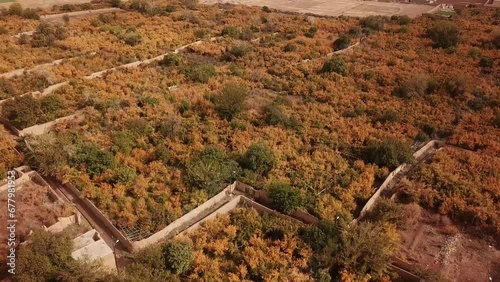 Landing aerial drone shot in a pomegranate garden in Iran dsert of yazd aqda ardakan city of historical house traditional lifestyle local people agriculture road and farmer market for fresh harvest photo