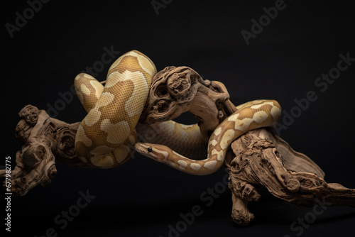 Yellow python with brown spots wrapped around a curved branch. A portrait of a ball python against a black background. Pet snake with dark eyes. Exotic pet portrait. Horizontal photo of regius photo