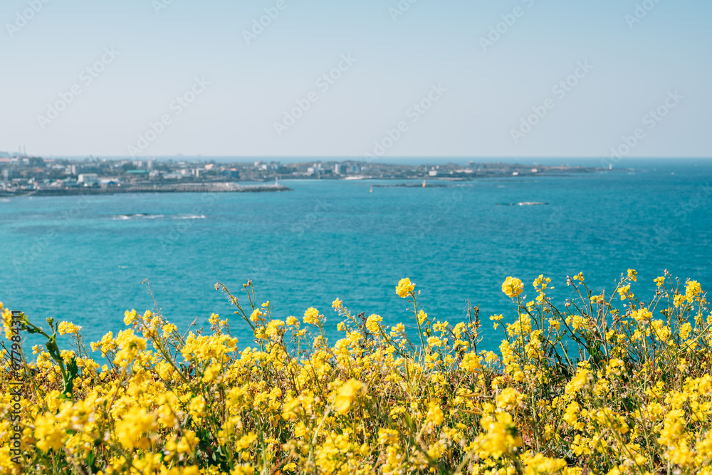 View of Hamdeok Beach and yellow rape flower field from Seoubong peak in Jeju island, Korea