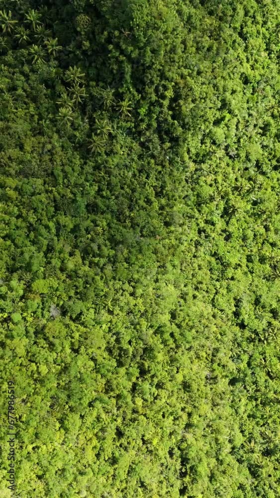 Vast areas of dense tropical rainforest jungle landscape in the Philippines. Top down vertical video. Vast areas of dense tropical rainforest jungle landscape in the Philippines. Top down vertical video.