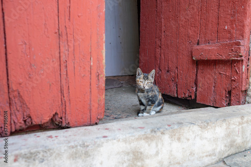 a young cat inside a house © Freer