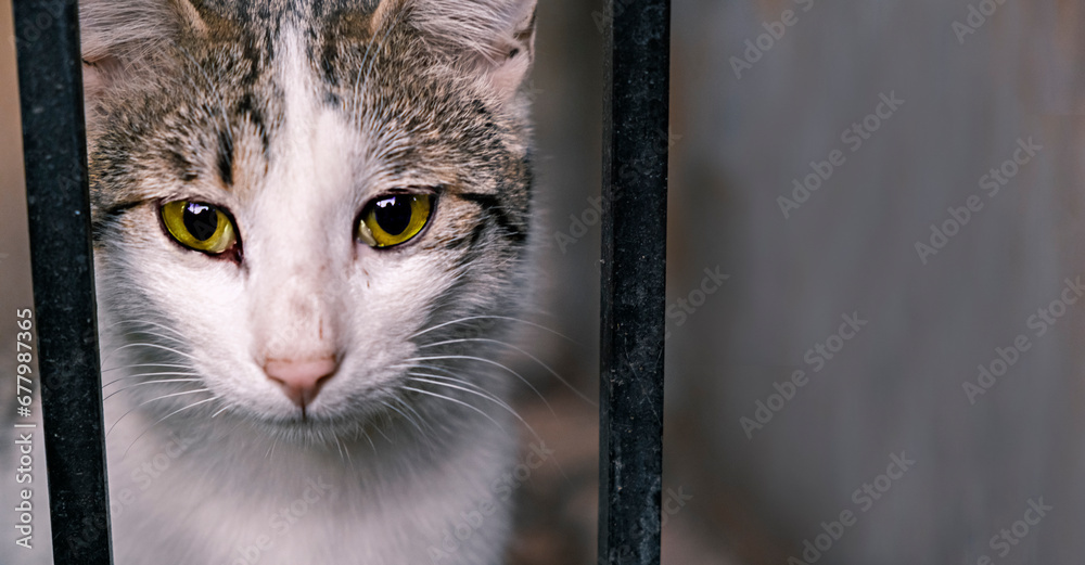 Animal shelter. Portrait of a cat sitting in a cage in a shelter waiting for a new owner. Stray animals concept - obrazy, fototapety, plakaty 