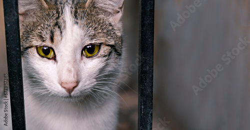 Animal shelter. Portrait of a cat sitting in a cage in a shelter waiting for a new owner. Stray animals concept