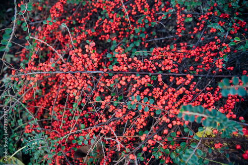 Plants of creeping cotoneaster with many bright green shiny leaves, red berries.A large bush grows in the park. An ornamental plant.