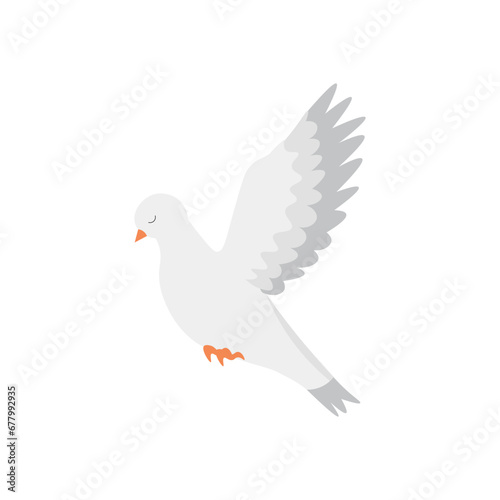 Flying dove on white background