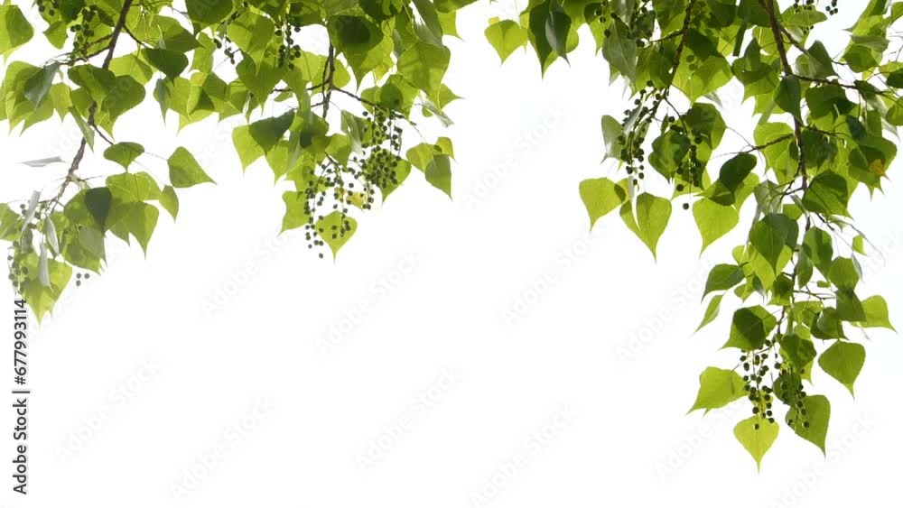 Slow motion closeup green tree leaves frame isolated on white, nature background Slow motion closeup green tree leaves frame isolated on white, nature background