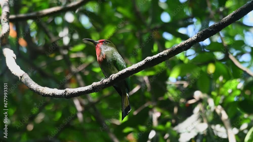 Red-bearded Bee-eater Nyctyornis amictus, Thailand Red-bearded Bee-eater Nyctyornis amictus, Thailand