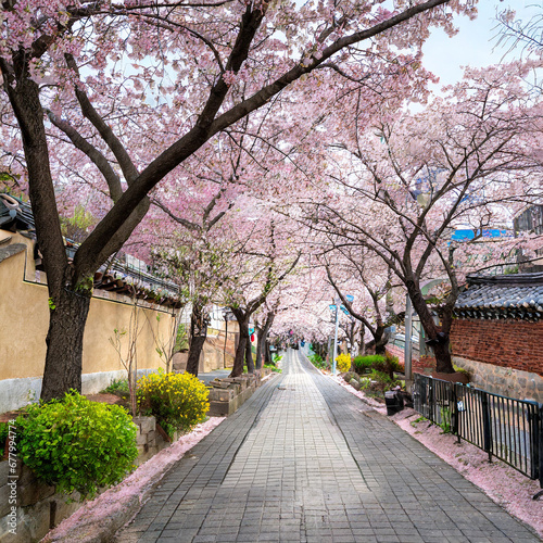 A suburban street lined with cherry blossoms in full bloom in Seoul  South Korea  creating a charming pink canopy during the blooming spring season.