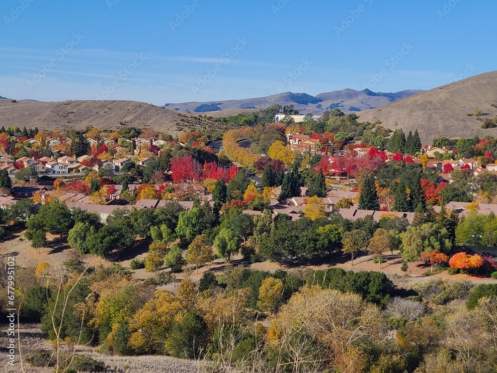 American Sycamore and Callery Pear trees show vibrant yellow and red colors during autumn in the San Ramon Valley