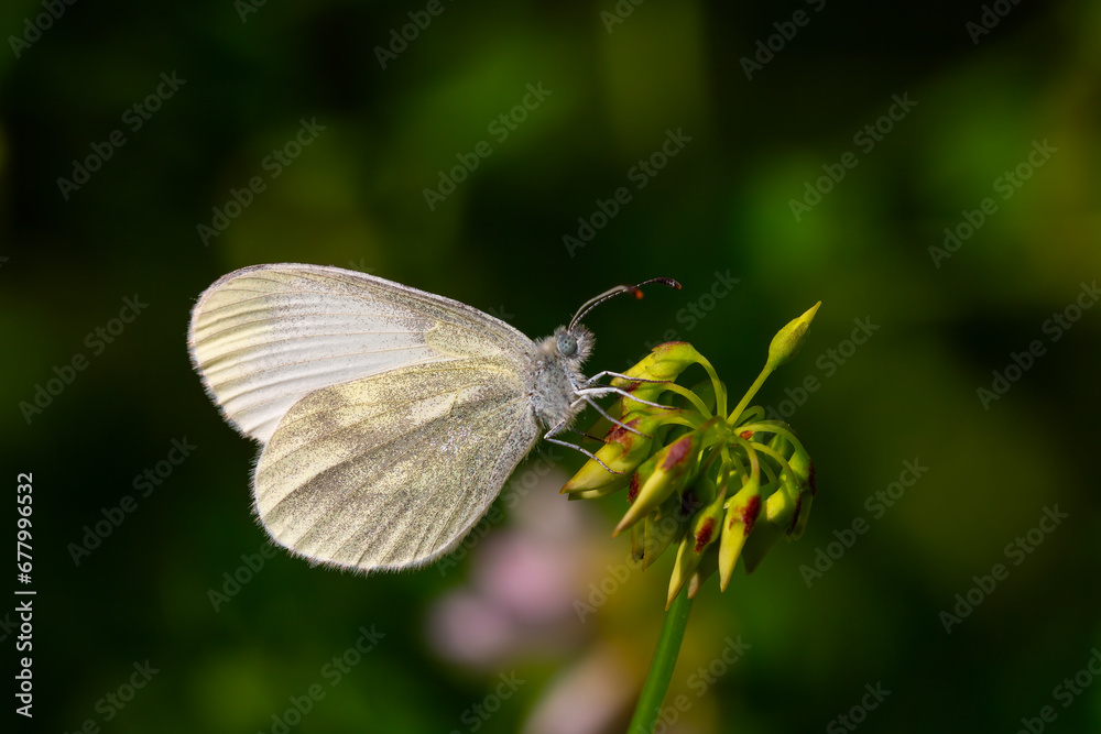 small white butterfly on plant, Eastern Wood White, Leptidea duponcheli small white butterfly on plant, Eastern Wood White, Leptidea duponcheli