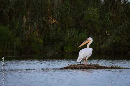 Obraz na płótnie Pelecanus onocrotalus on the water's edge in the Danube Delta w salonie