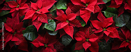 Red poinsettia flowers Christmas decorations photo