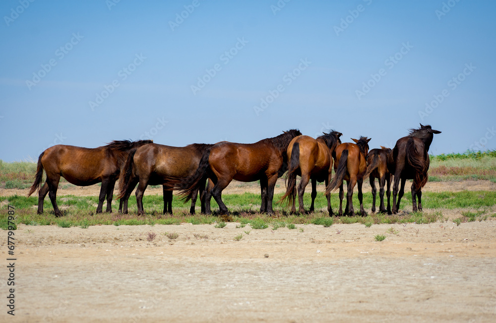 wild horses in the Danube delta