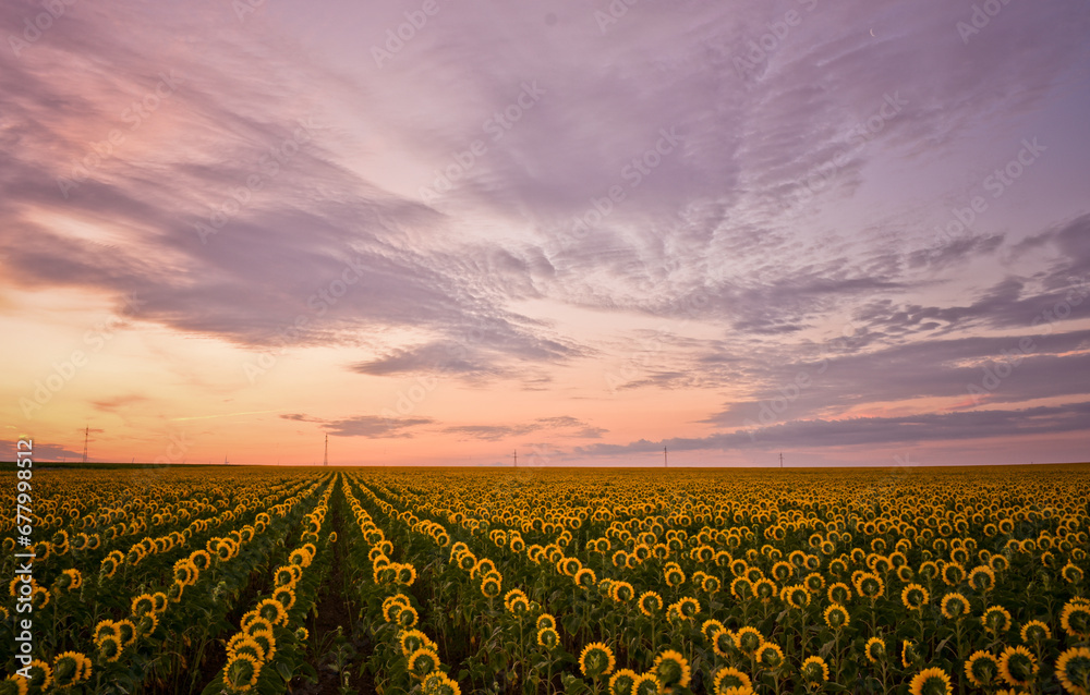 sunrise with rows of sunflowers blooming in the summer field