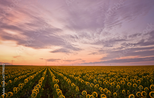 Obraz na płótnie sunrise with rows of sunflowers blooming in the summer field w salonie