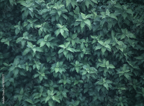 wildlife leaves pattern background on forest