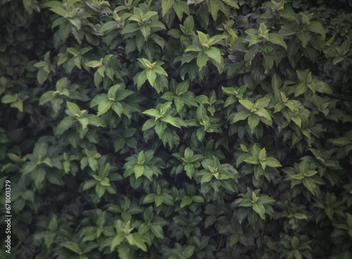 wildlife leaves pattern background on forest