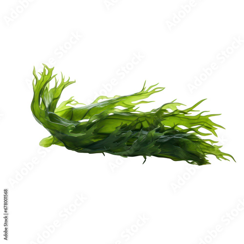 seaweed isolated on transparent background,transparency  © SaraY Studio 