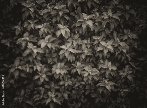wildlife leaves pattern background on forest