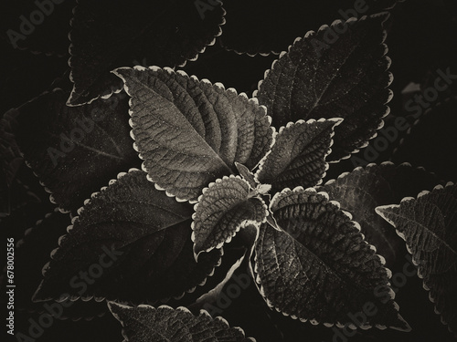 wildlife leaves pattern background on forest