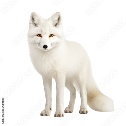 white arctic fox isolated on transparent background,transparency  photo