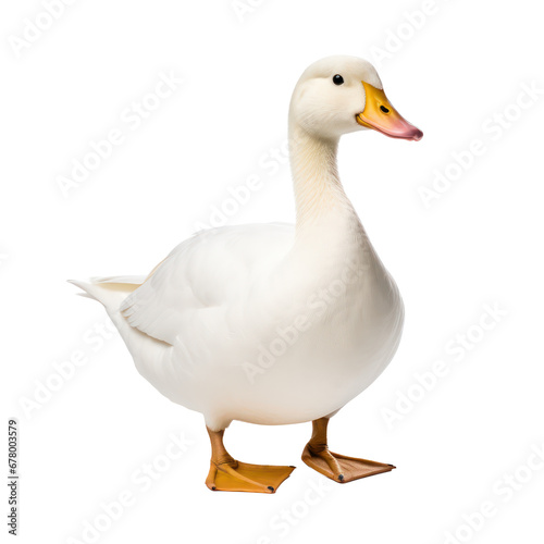 White duck isolated on transparent background,transparency 