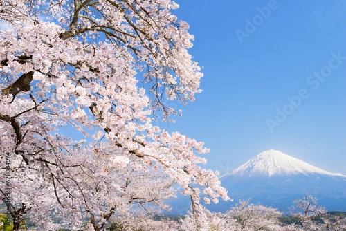 Fuji with cherry blossoms, Shizuoka Prefecture , Japan,Shizuoka Prefecture,Fujinomiya, Shizuoka April 2018 photo