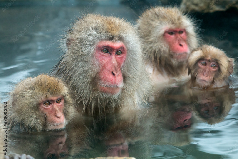 Japanese macaque monkeys cuddling up to take a hot spring bath , Japan,Nagano Prefecture,Yamanouchi, Nagano,Jigokudani January 2014 Japanese macaque monkeys cuddling up to take a hot spring bath , Japan,Nagano Prefecture,Yamanouchi, Nagano,Jigokudani January 2014