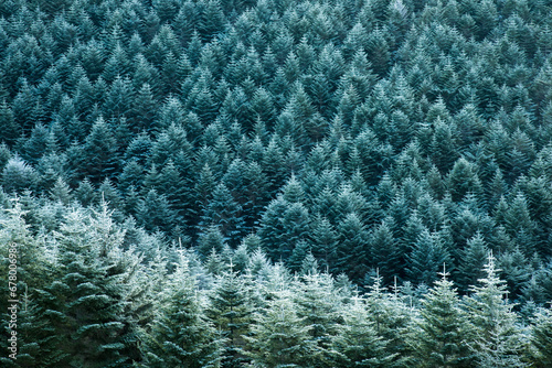 Forest covered in frost , Japan,Mount Kirigamine,Suwa, Nagano,Nagano Prefecture November 2013 photo