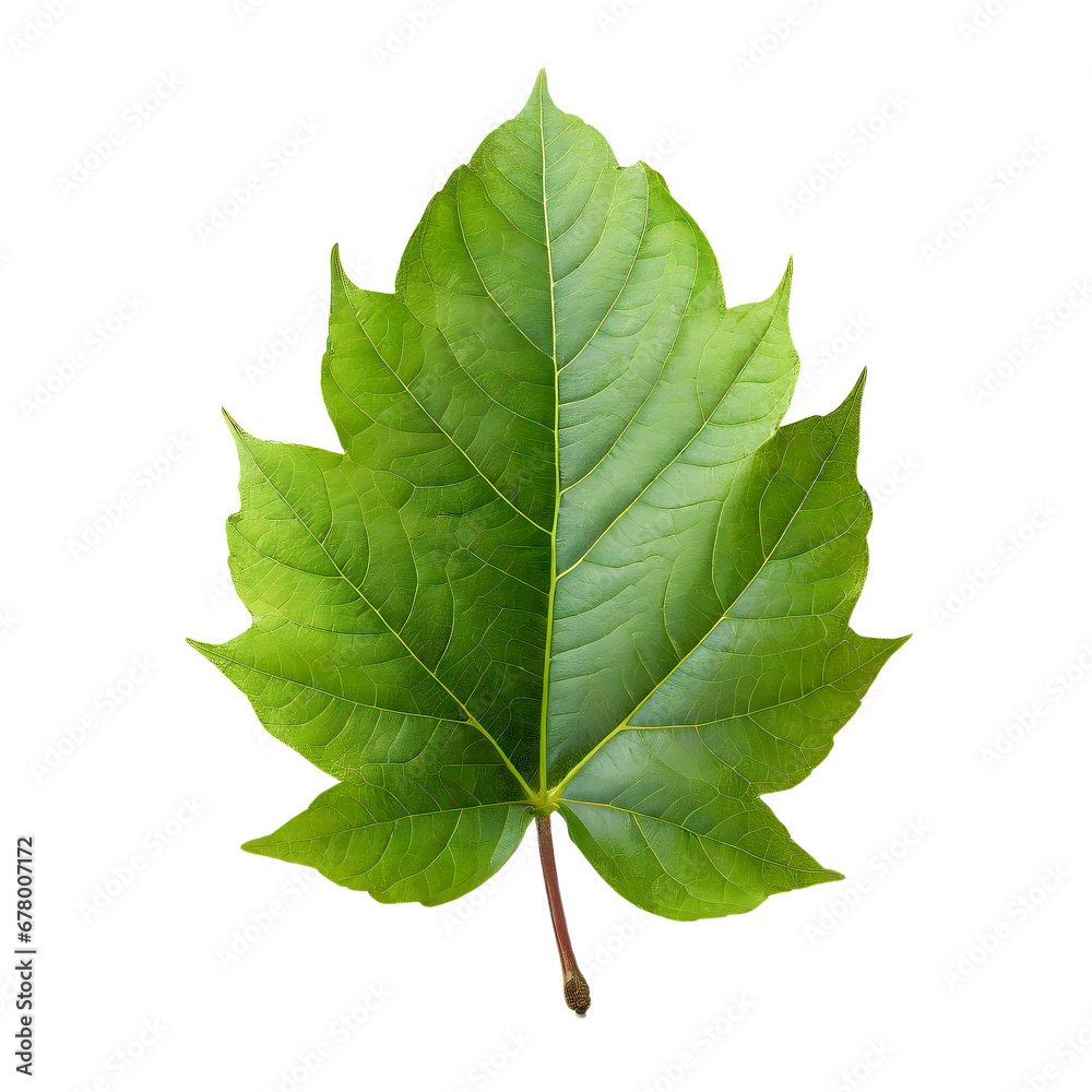 Fototapeta premium Isolated green leaf on white background