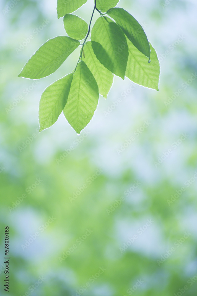 Young leaves , Shirakami-Sanchi,Aomori Prefecture,Japan Young leaves , Shirakami-Sanchi,Aomori Prefecture,Japan