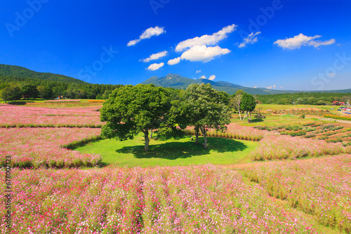 Grove and cosmos field and Myoko mountain and Kurohime plateau , Shinano, Nagano,Kamiminochi District, Nagano,Nagano Prefecture,Japan September 2012 photo