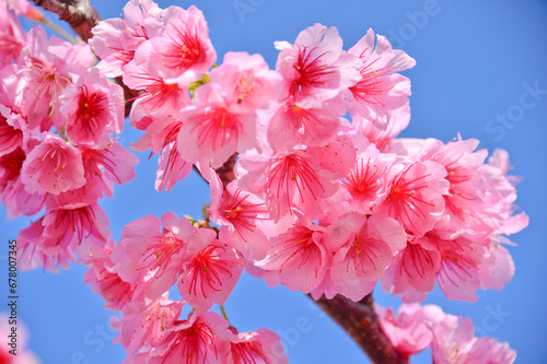 World Heritage blooming winter cherry blossoms in the Remains of Nakijinjo Castle , Japan,Nakijin, Okinawa,Okinawa Prefecture January 2014 photo