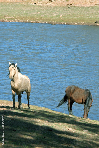 Fototapeta Naklejka Na Ścianę i Meble -  Wild horses near the lake, Black Canyon Lake, Arizona, USA