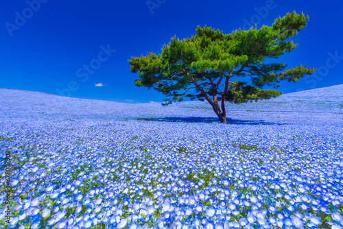 Nemophila in Hitachi-Seaside Park , Japan,Ibaraki Prefecture,Hitachinaka April 2021 photo