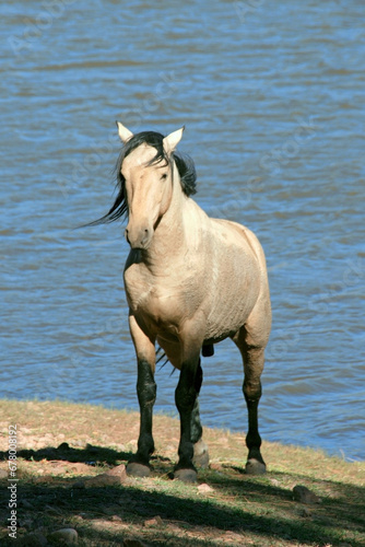Fototapeta Naklejka Na Ścianę i Meble -  Wild stallion near the lake, Black Canyon Lake, Arizona USA