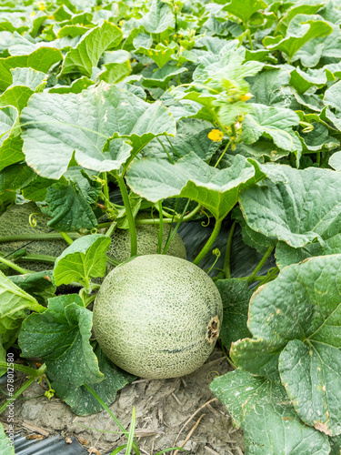 Close-up of cantaloupes growing in farmland in Yunlin, Taiwan.