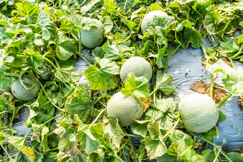 Close-up of cantaloupes growing in farmland in Yunlin, Taiwan. photo