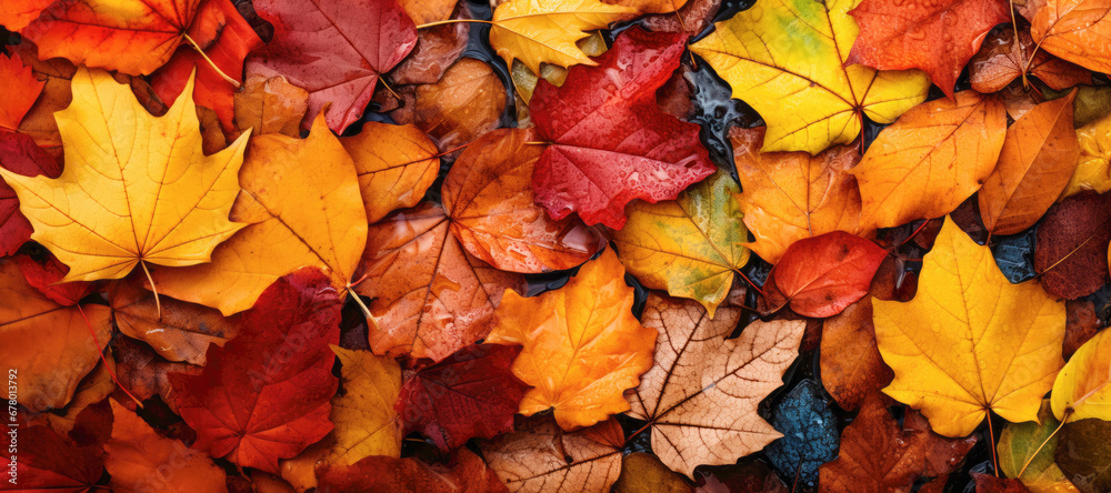 Vibrant October foliage - a stunning display of bright and golden maple leaves in the autumn forest. Vibrant October foliage - a stunning display of bright and golden maple leaves in the autumn forest.