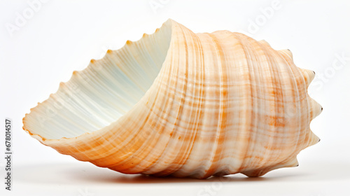 Sea shell © Cybonix