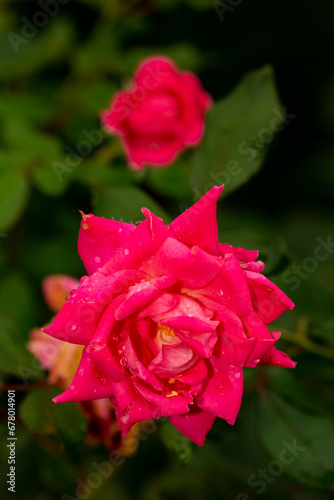 Two orange rose flowers with raindrops in a Connecticut garden.