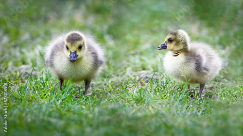 Two little cute Baby Geese (Goslings) on the green meadow