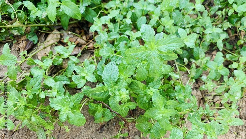 peppermint. Spearmint. Mint. Close-up shot of natural mint leaf in the nature place.Fresh smell leaf green herb.Green mint leaves in a garden.Top view fresh mint leaf pics. peppermint. Spearmint. Mint. Close-up shot of natural mint leaf in the nature place.Fresh smell leaf green herb.Green mint leaves in a garden.Top view fresh mint leaf pics.