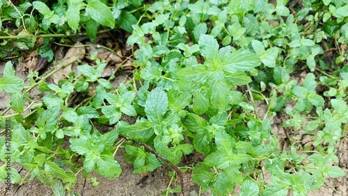 peppermint. Spearmint. Mint. Close-up shot of natural mint leaf in the nature place.Fresh smell leaf green herb.Green mint leaves in a garden.Top view fresh mint leaf pics.