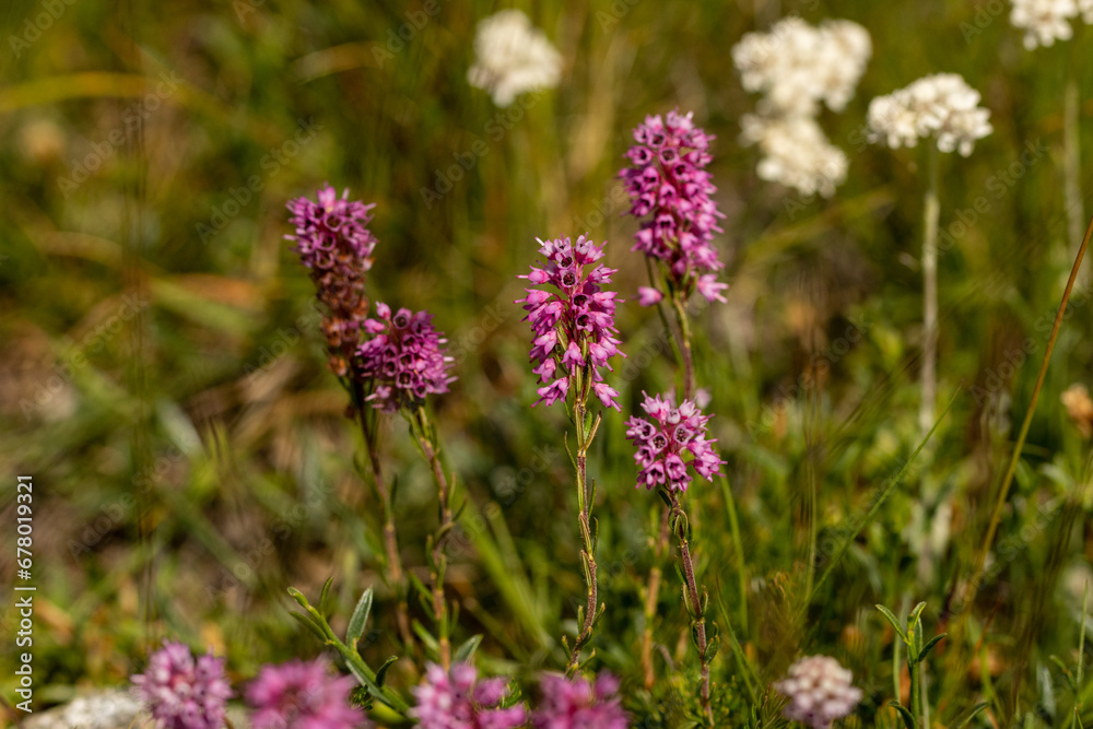 Spike Heath (Bruckenthalia spiculifolia) in natural habitat Spike Heath (Bruckenthalia spiculifolia) in natural habitat