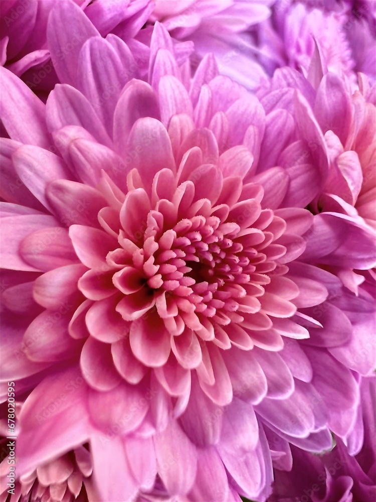 Close up purple, pink chrysanthemum petals Close up purple, pink chrysanthemum petals
