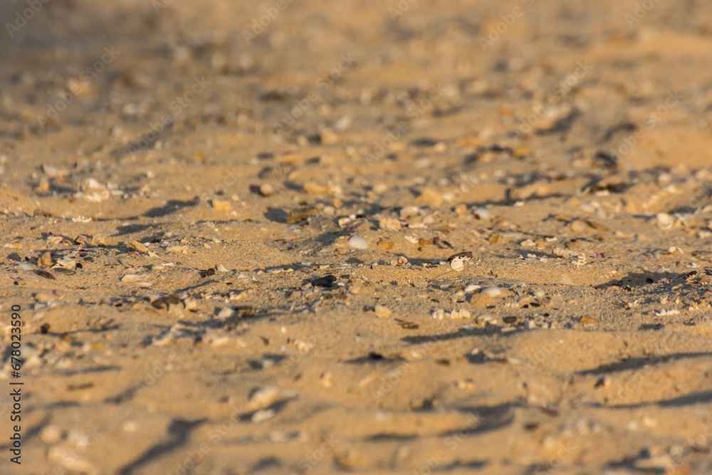 shells in the fine sand from a beach on vacation shells in the fine sand from a beach on vacation